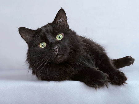 Ласковый чёрный пушистый котик Хеликс