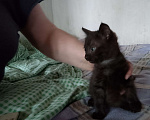 Кошки в Красноярске: Вася Мальчик, Бесплатно - фото 1