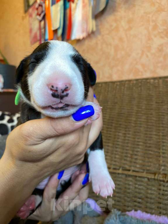 Собаки в Москве: Очень перспективные щенки стандартного бультерьера от здоровой и красивой пары чемпионов Мальчик, 90 000 руб. - фото 5