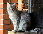Кошки в других городах Московской области: Мейн-кун кошка Девочка, 30 000 руб. - фото 3
