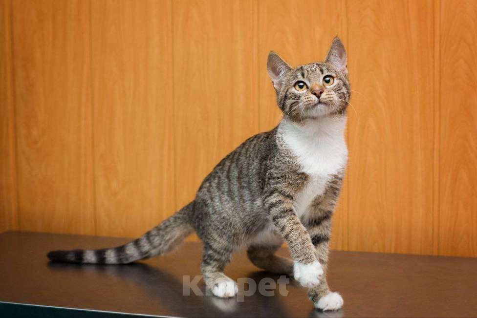 Кошки в Москве: Маленькая девочка Любава Девочка, Бесплатно - фото 3