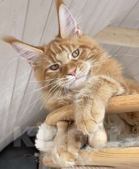 Кошки в Санкт-Петербурге: мейн кун котенок Мальчик, Бесплатно - фото 2