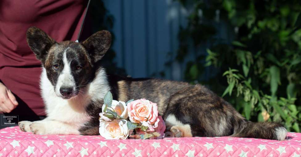 Собаки в Москве: Вельш корги кардиган  Девочка, 60 000 руб. - фото 6
