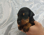 Собаки в других городах Московской области: Щенки добермана  Мальчик, 65 000 руб. - фото 2