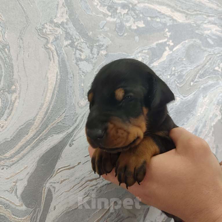 Собаки в других городах Московской области: Щенки добермана  Мальчик, 65 000 руб. - фото 2