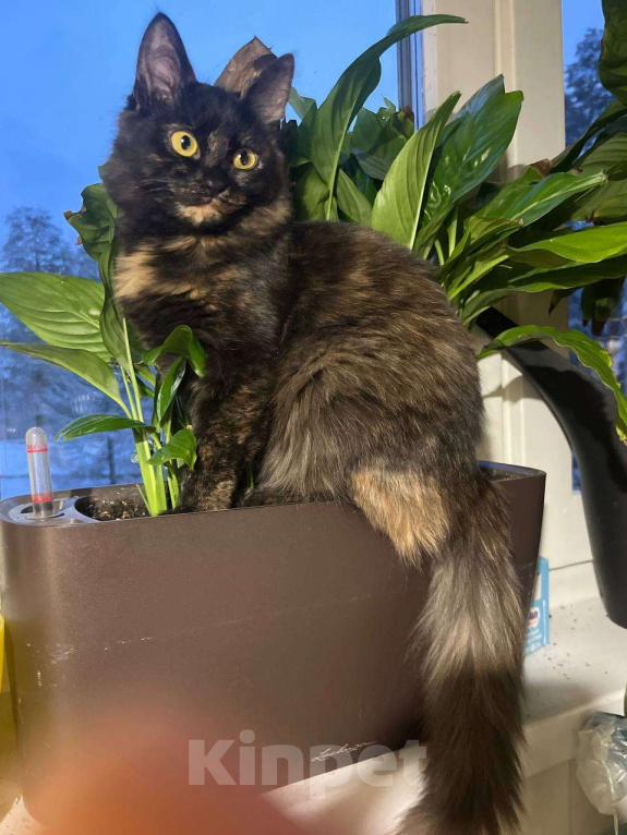 Кошки в Москве: Котенок Сильва в добрые руки, 7 мес. Девочка, Бесплатно - фото 1