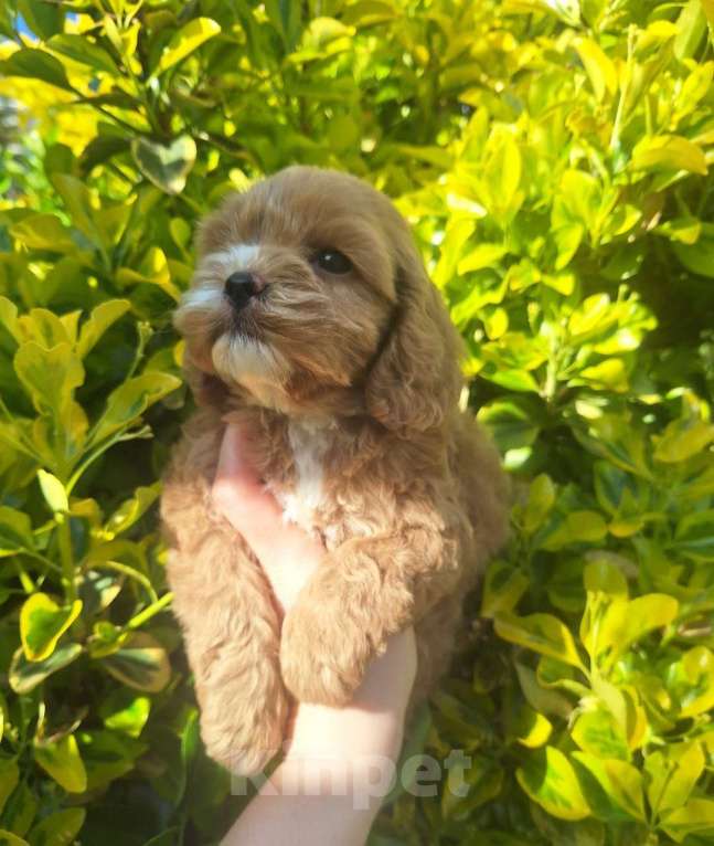 Собаки в Краснодаре: Кокапу щенок девочка Девочка, 50 000 руб. - фото 2