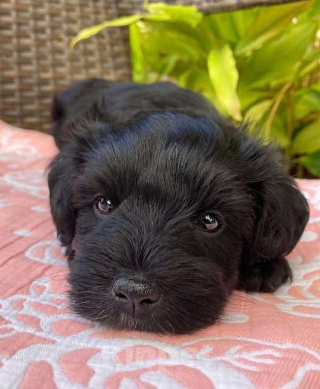 Собаки в Москве: Цвергшнауцер Мальчик, 18 000 руб. - фото 4
