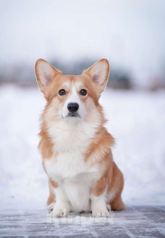 Собаки в Санкт-Петербурге: Племенной кобель Вельш корги пемброк Мальчик, Бесплатно - фото 2