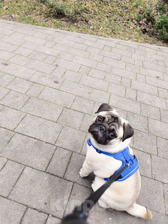Собаки в Краснодаре: Продаю породистого щенка мопса мальчика Мальчик, 30 000 руб. - фото 4