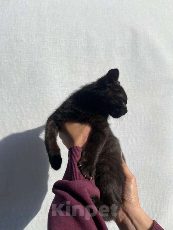 Кошки в других городах Московской области: Космос Мальчик, Бесплатно - фото 2