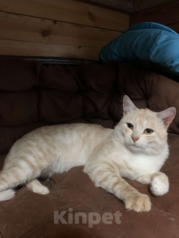 Кошки в Рязани: Котик в добрые руки Мальчик, Бесплатно - фото 1