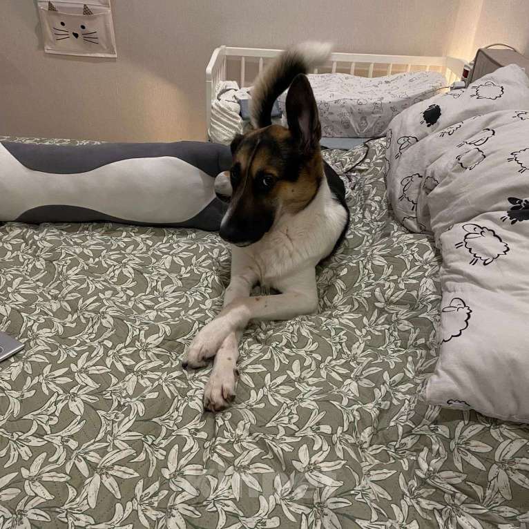 Собаки в Ярославле: Добрый и ласковый пес ищет дом! Мальчик, 1 руб. - фото 2