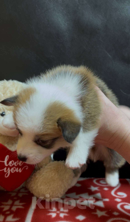 Собаки в других городах Московской области: Вельш корги пемброк мальчик без хвостика  Мальчик, 50 000 руб. - фото 6