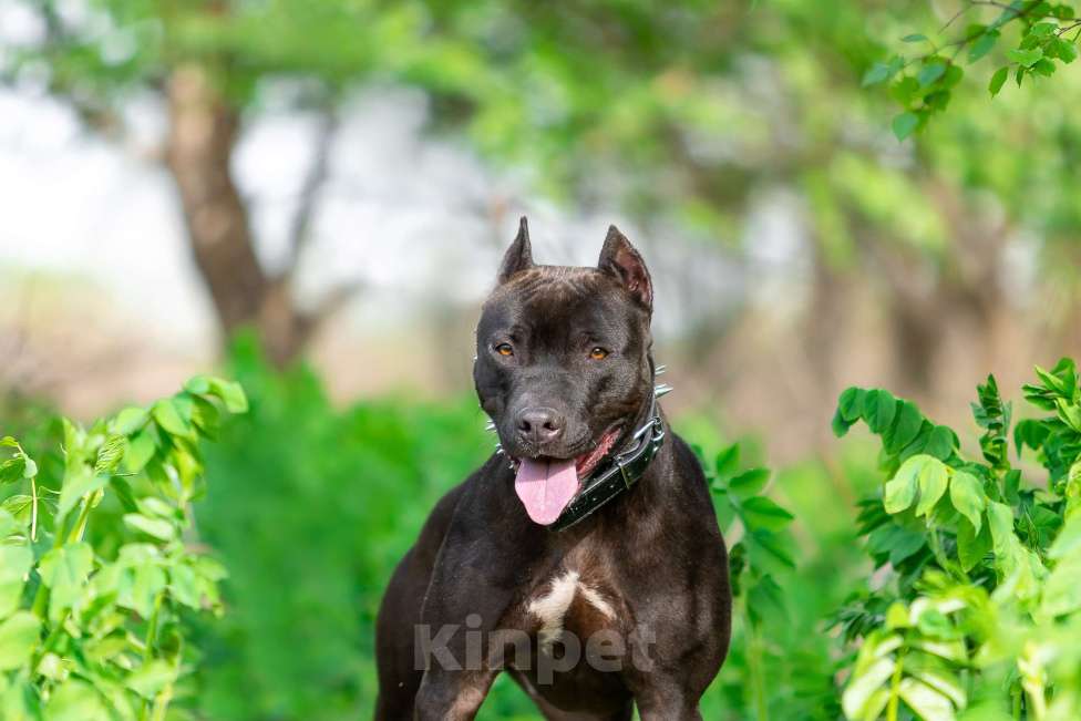 Собаки в Москве: Веном в добрые руки Мальчик, Бесплатно - фото 3