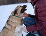 Собаки в Москве: Собака-компаньон в дар Девочка, Бесплатно - фото 2