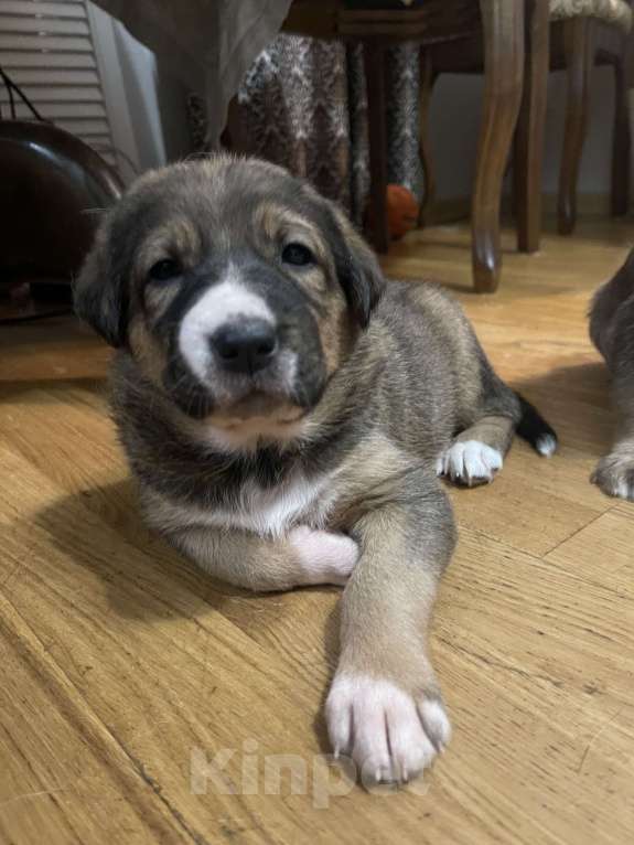 Собаки в Екатеринбурге: Щенки в добрые руки Мальчик, 500 руб. - фото 9