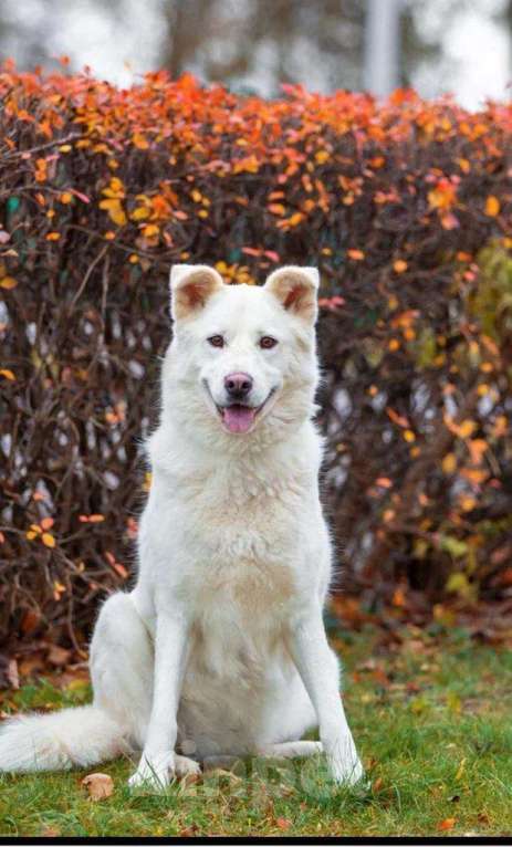Собаки в Москве: Белая красавица собака Белка в добрые руки Девочка, 1 руб. - фото 4