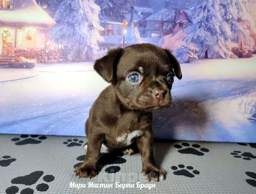 Собаки в Санкт-Петербурге: Барни Браун шоколадного окраса чихуахуа Мальчик, 60 000 руб. - фото 4