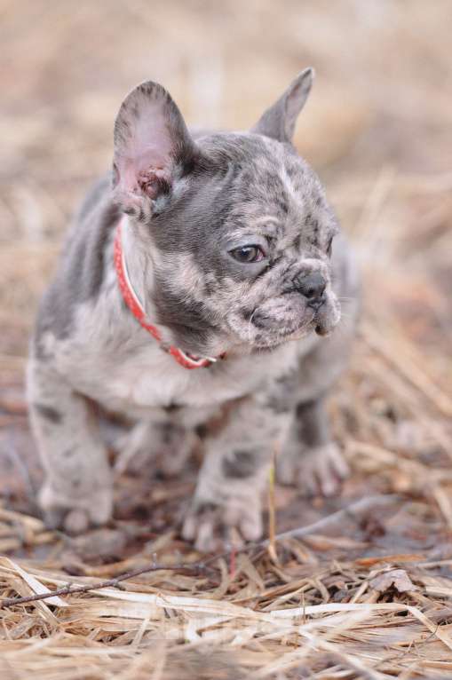 Собаки в Москве: Французский бульдог мальчик Мальчик, 30 000 руб. - фото 1