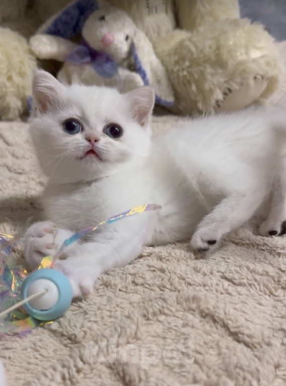 Кошки в Бахчисарае: Шотландский котенок Девочка, 35 000 руб. - фото 1