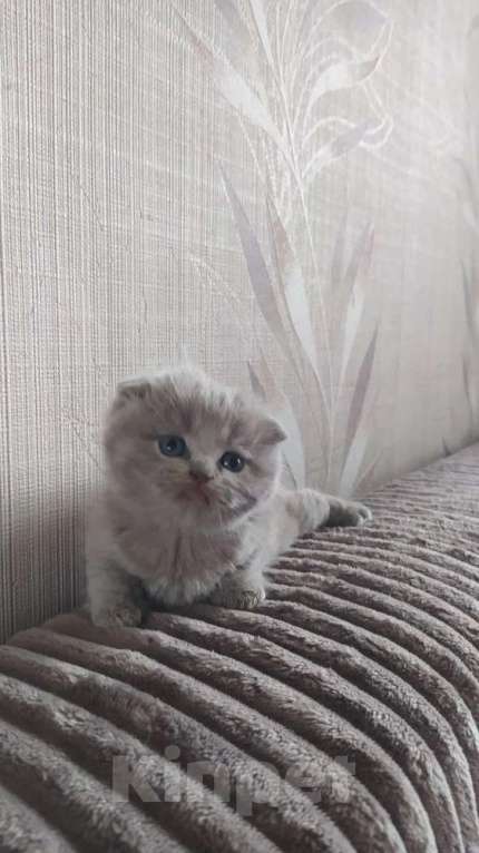 Кошки в Москве: Шотландские котята Мальчик, 23 000 руб. - фото 1