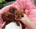 Собаки в Москве: Тедди той той пудель. Девочка, Бесплатно - фото 3