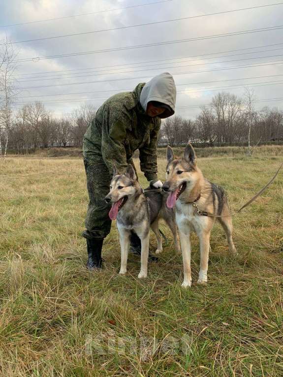 Собаки в Москве: Виби Девочка, Бесплатно - фото 5