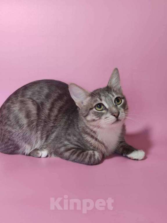 Кошки в Москве: Котенок Лео в добрые руки Мальчик, Бесплатно - фото 1