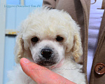 Собаки в Новороссийске: Той пудель белый Мальчик, 140 000 руб. - фото 2