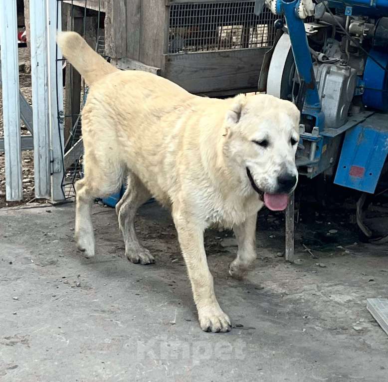 Собаки в Москве: Девочка среднеазиатской овчарки  Девочка, 60 000 руб. - фото 4