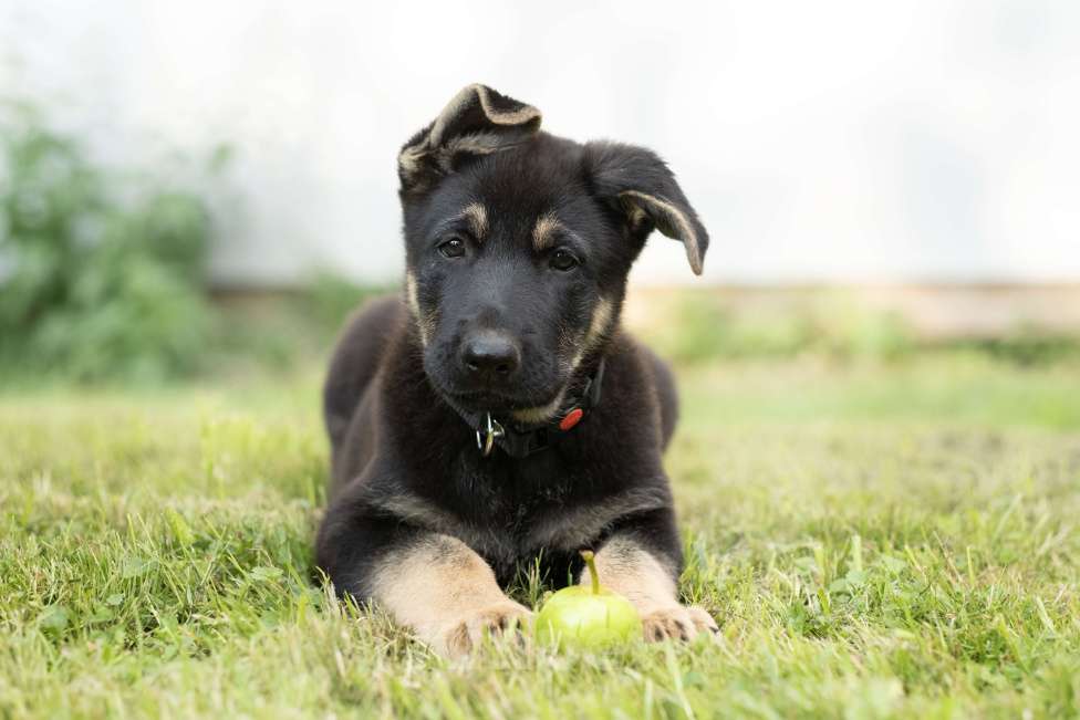 Собаки в других городах Ленинградской области: Щенки восточноевропейской овчарки Девочка, 50 000 руб. - фото 3