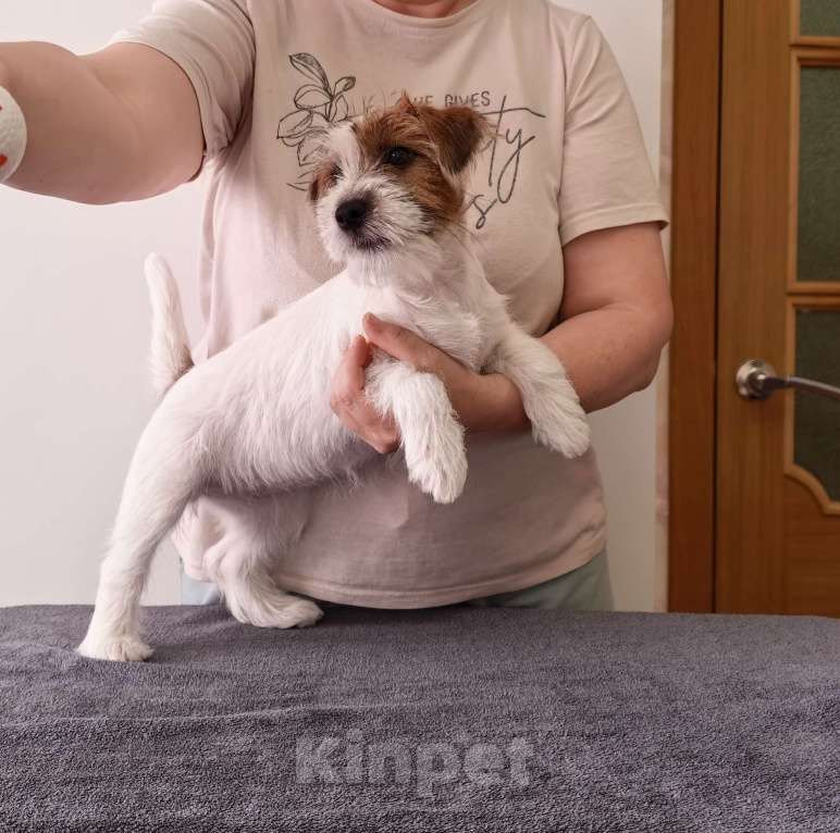 Собаки в Санкт-Петербурге: Щенок Джек Рассел терьера, девочка документы РКФ Девочка, 50 000 руб. - фото 4