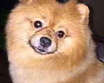 Собаки в Костроме: Шпиц померанский.Вязка., 3 000 руб. - фото 2