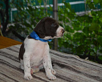 Собаки в Кореновске: Щенки породы курцхаар в питомнике IZ DIZERLAND Мальчик, 45 000 руб. - фото 1