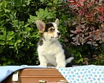 Собаки в Самаре: Щенки вельш корги пемброк Мальчик, 45 000 руб. - фото 2