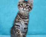 Кошки в Мытищах: Котенок Мейн-кун Мальчик, 40 000 руб. - фото 2