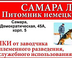 Собаки в Самаре: ЭЛИТНЫЕ ЩЕНКИ от заводчика Мальчик, 50 000 руб. - фото 1
