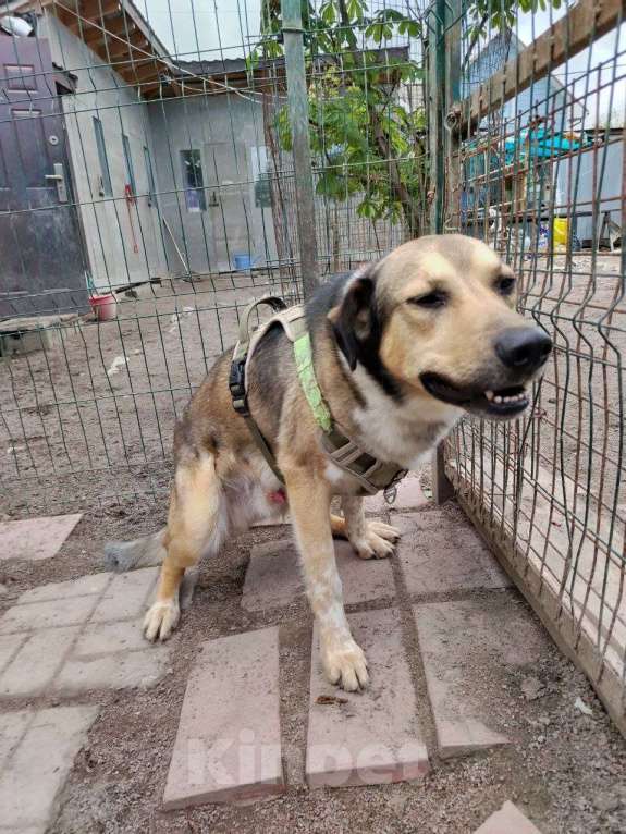 Собаки в Санкт-Петербурге: Домашний пёс-потеряшка ищет новую семью Мальчик, Бесплатно - фото 6