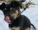 Собаки в Коломне: Активный крепыш ищет дом! Мальчик, 100 руб. - фото 6
