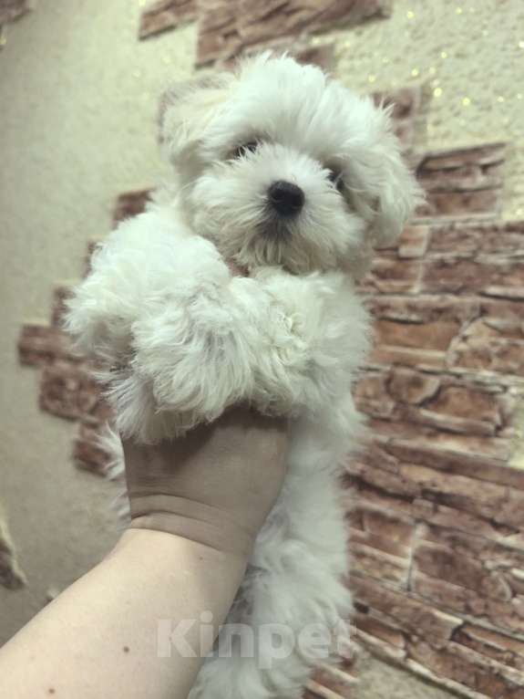 Собаки в Москве: Девочка Мальтезе Девочка, 80 000 руб. - фото 2