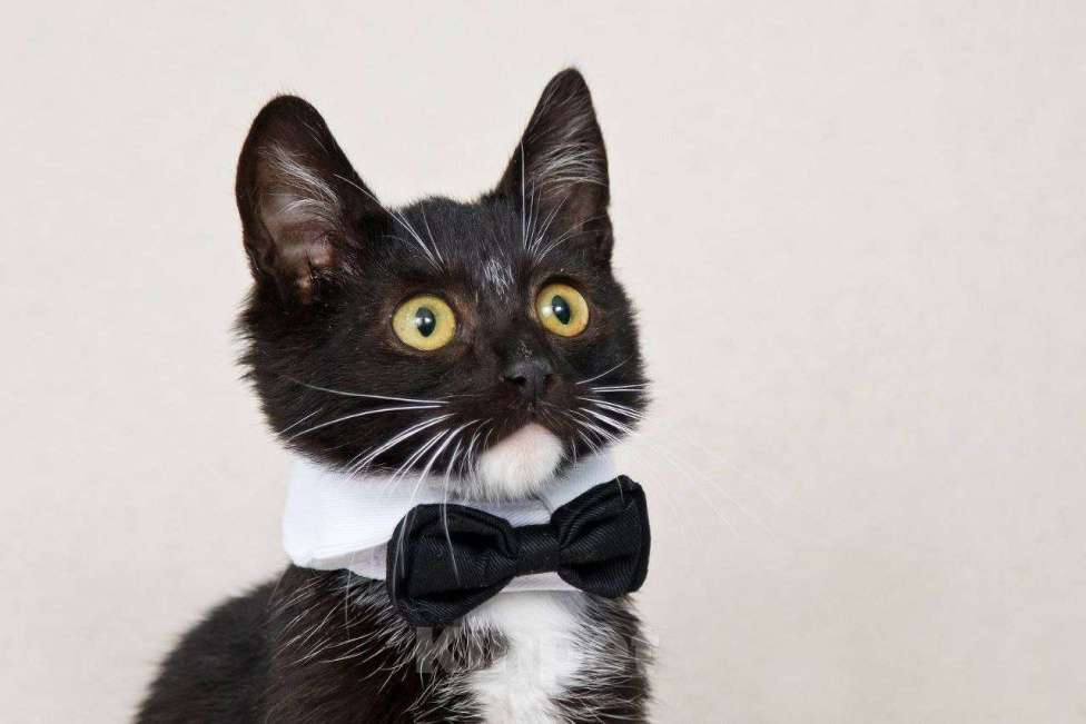 Кошки в Москве: Шустрый котенок Бантик хочет стать домашним Мальчик, Бесплатно - фото 5