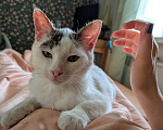 Кошки в Москве: Котенок девочка Девочка, Бесплатно - фото 8
