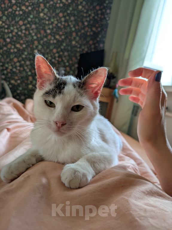 Кошки в Москве: Котенок девочка Девочка, Бесплатно - фото 8