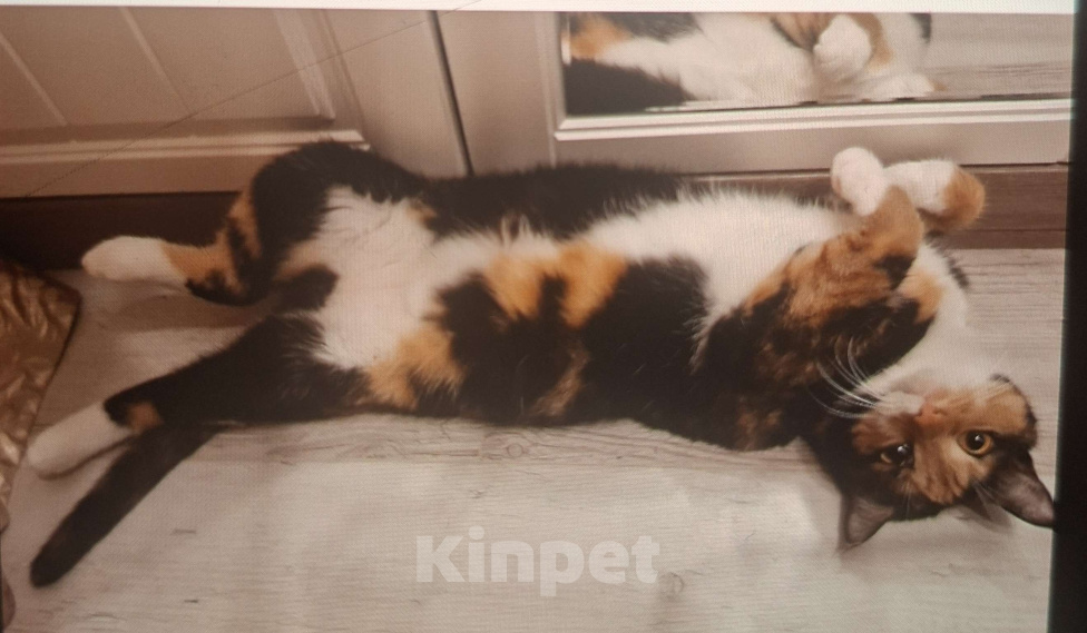 Кошки в Москве: Уютная спокойная кошечка Мармуська в добрые ручки Девочка, Бесплатно - фото 4