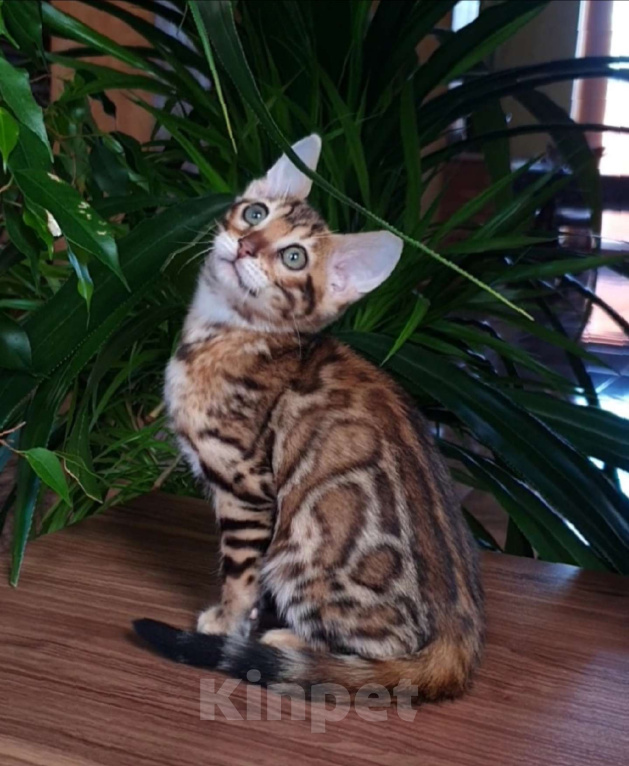 Кошки в Краснодаре: Бенгальская девочка  Девочка, 60 000 руб. - фото 1