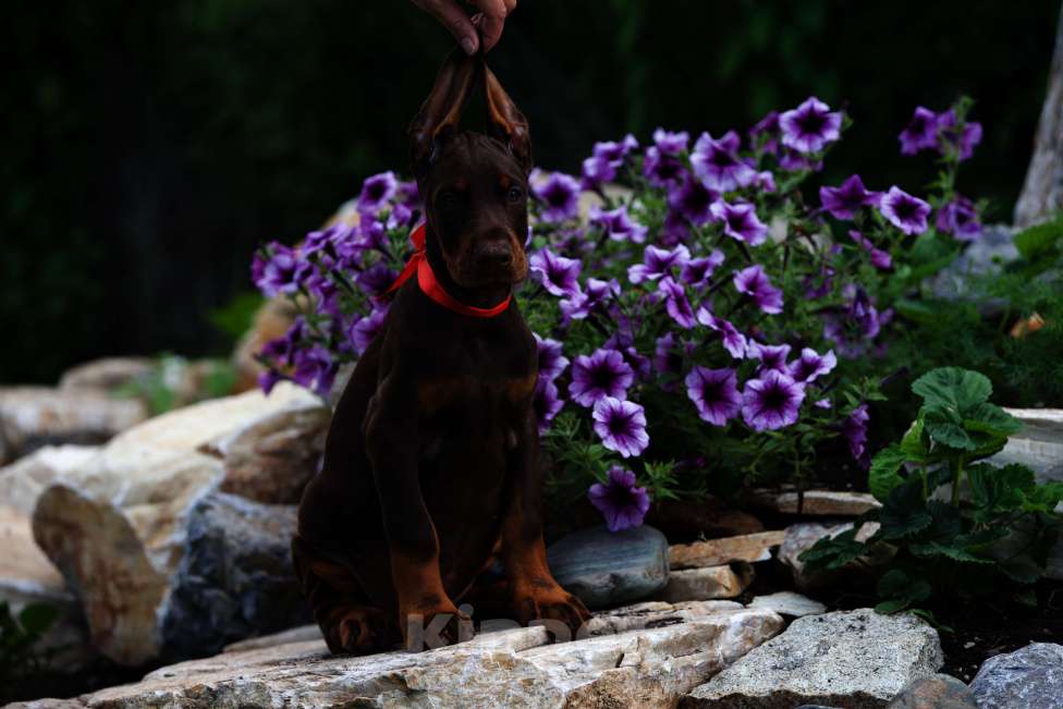 Собаки в Кемерово: Щенки с документами Мальчик, 50 000 руб. - фото 3