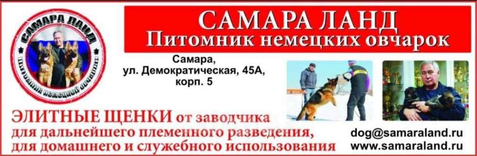 Собаки в Самаре: ЭЛИТНЫЕ ЩЕНКИ от заводчика Мальчик, 50 000 руб. - фото 1