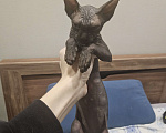Кошки в Новороссийске: Канадский сфинкс котенок Девочка, 6 000 руб. - фото 2