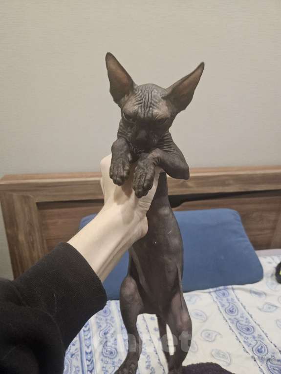 Кошки в Новороссийске: Канадский сфинкс котенок Девочка, 6 000 руб. - фото 2